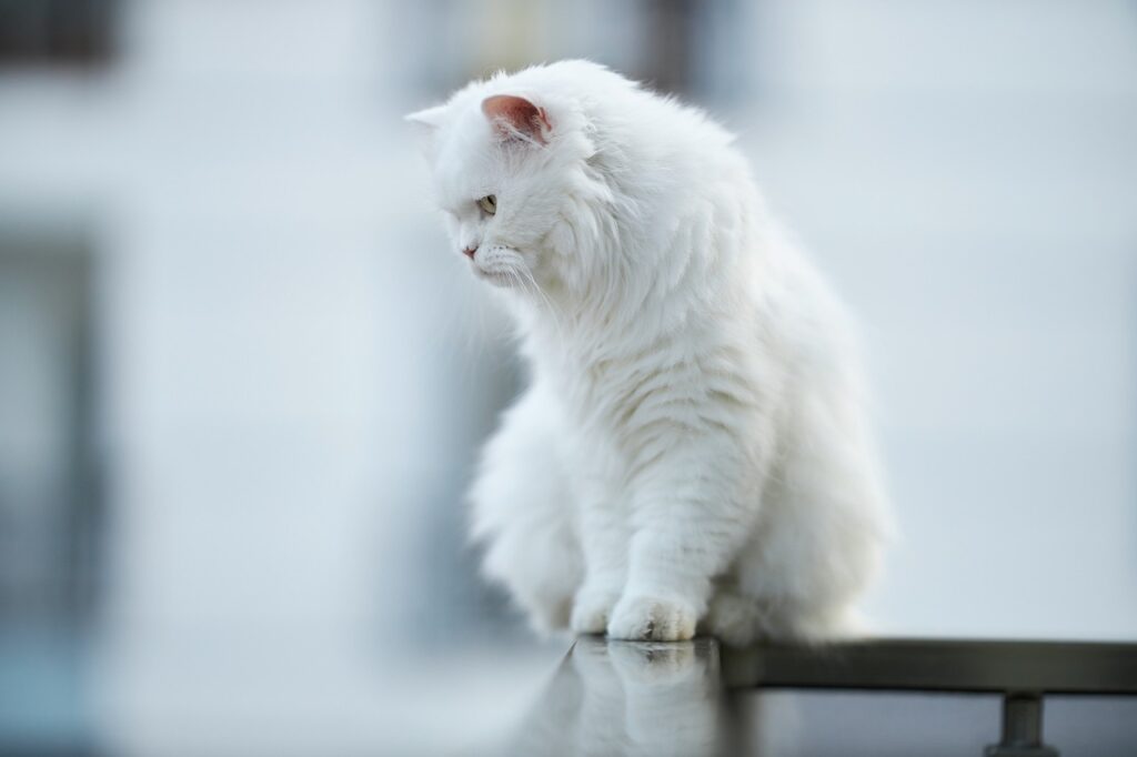 ベランダのてすりに座る白猫